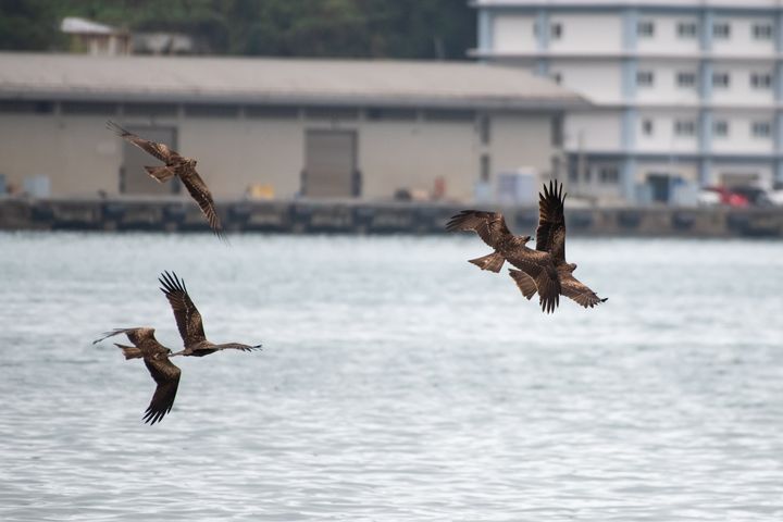 ▲基隆港易見成群的黑鳶飛翔。　圖：農業部林業及自然保育署／提供