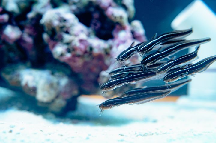 ▲第一季特展生物－鰻鯰 。　圖：國立海洋生物博物館／提供