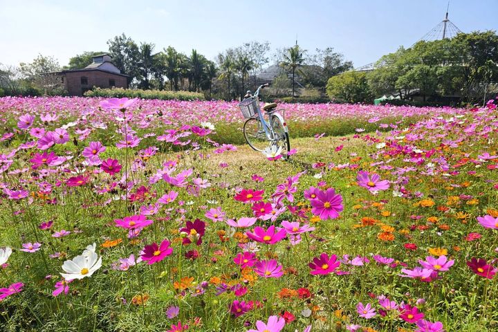 ▲春節可至六堆賞花海。　圖：客家委員會客家文化發展中心／提供