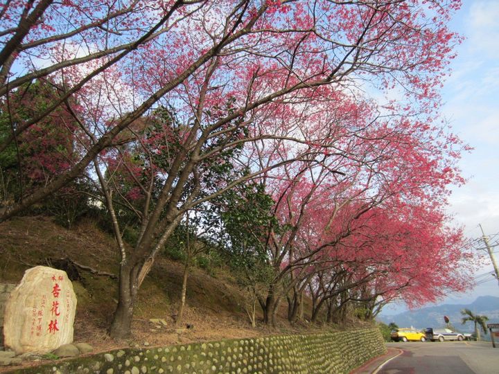 ▲杏花林入口處櫻花盛開。　圖：台北市政府產業發展局／提供