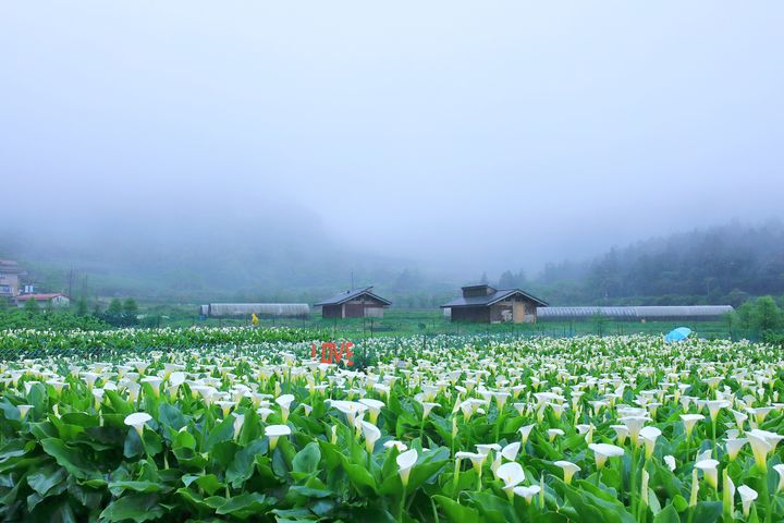 ▲純白的花朵背後，蘊藏著農民們的辛勤付出。　圖：台北市政府產業發展局／提供