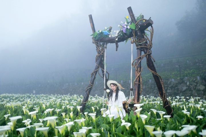 此時正是到台北市竹子湖休閒農業區（海芋園區）拍攝美圖的最佳時機。　圖：台北市政府產業發展局／提供 