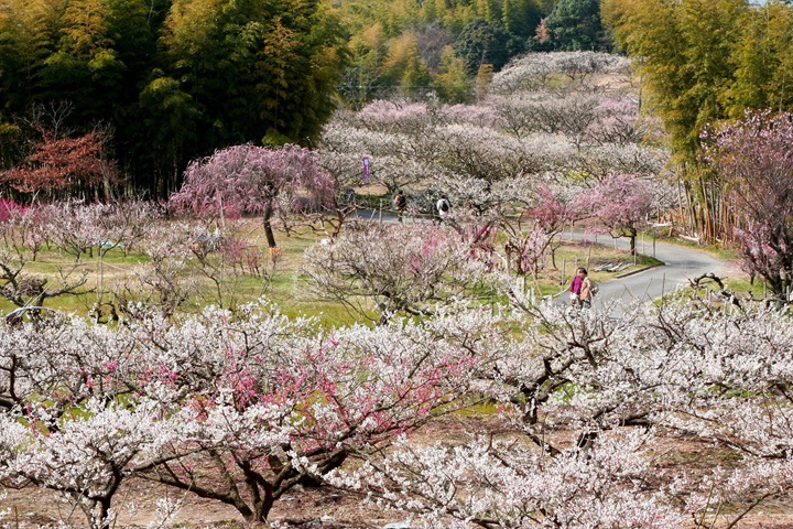 京都近郊的「青谷梅林」是京都境內最大的梅林。今年梅花祭將於02/22～03/09展開。　圖：青谷梅林／來源