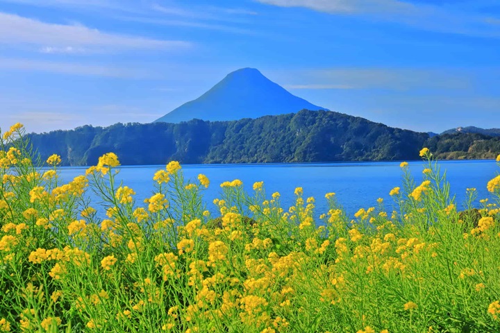 開聞岳、池田湖、油菜花田同框的美景。　圖：指宿市／來源