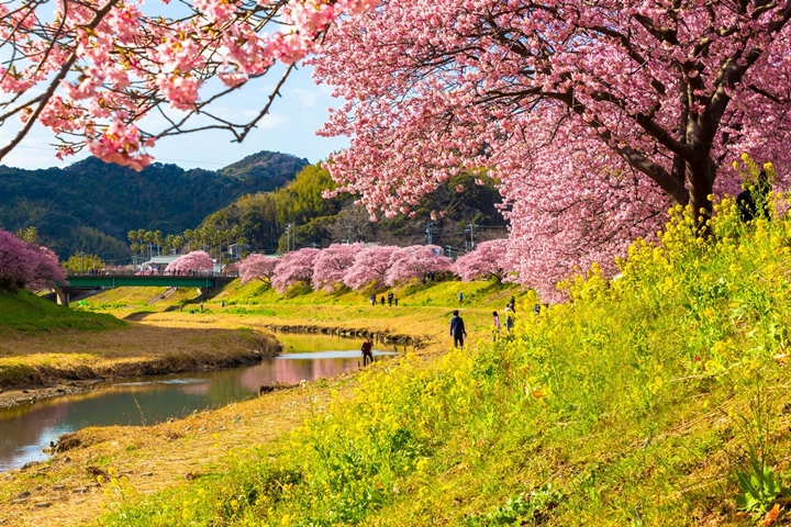 伊豆半島最南端的南伊豆町今年將在02/01~03/10舉行「南方的櫻花和油菜花」花祭活動。　圖：南伊豆町觀光協會／提供