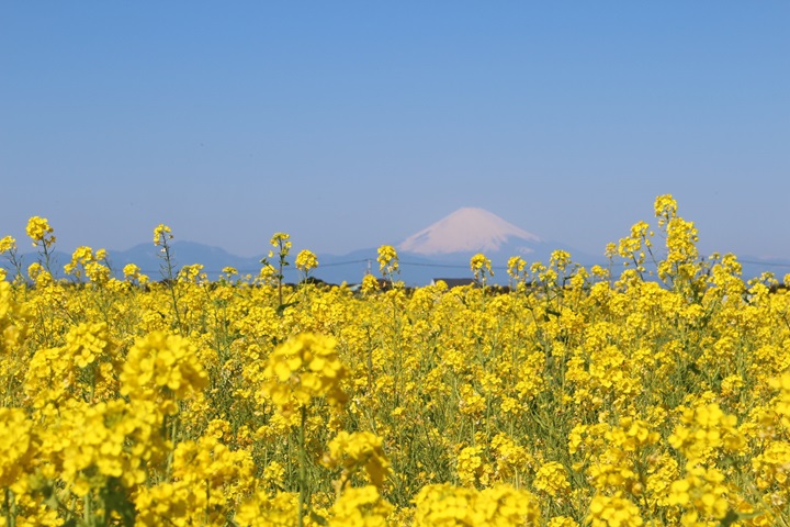神奈川縣三浦半島山丘上的「長井海之手公園〜太陽之丘」即日起至3月底，油菜花盛開中！　圖：神奈川縣／提供