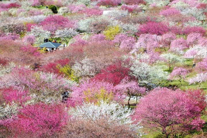 坐落於三重縣的「員辨市梅林公園」，是日本東海地區最大規模的梅園， 　圖：三重縣／提供
