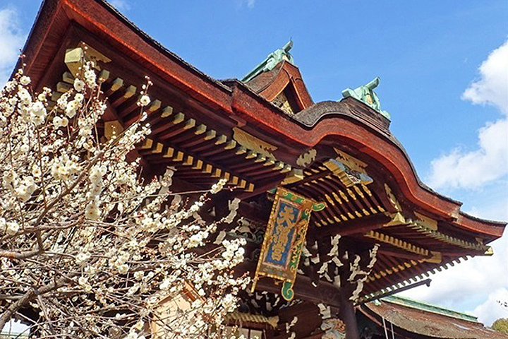 京都「北野天滿宮」的梅苑是當地賞梅名所。　圖：北野天滿宮／來源