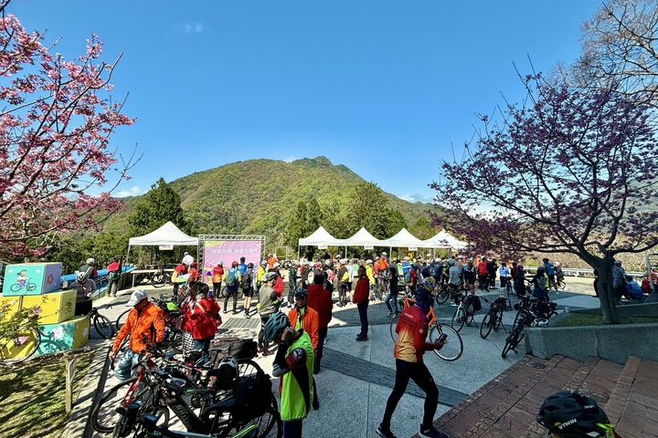 ▲北橫櫻花陸續綻放，騎乘自行車賞花趣。　圖：桃園市政府風景區管理處／提供
