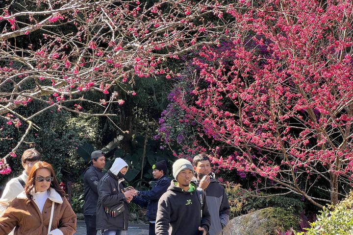 ▲目前山櫻花的花況先發迎賓。　圖：九族文化村／提供