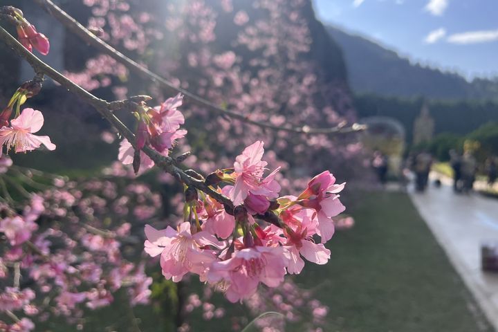 歐洲花園的枝垂櫻是櫻花祭的第一波主角擔當。　圖：九族文化村／提供 