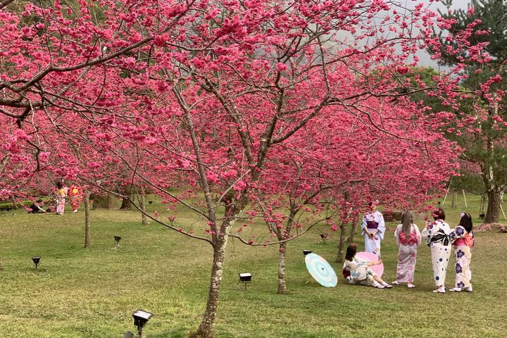▲九族文化村擁有「台灣雪櫻、八重櫻、富士櫻」不同品種櫻花，種植數量超過5千株。　圖：九族文化村／提供