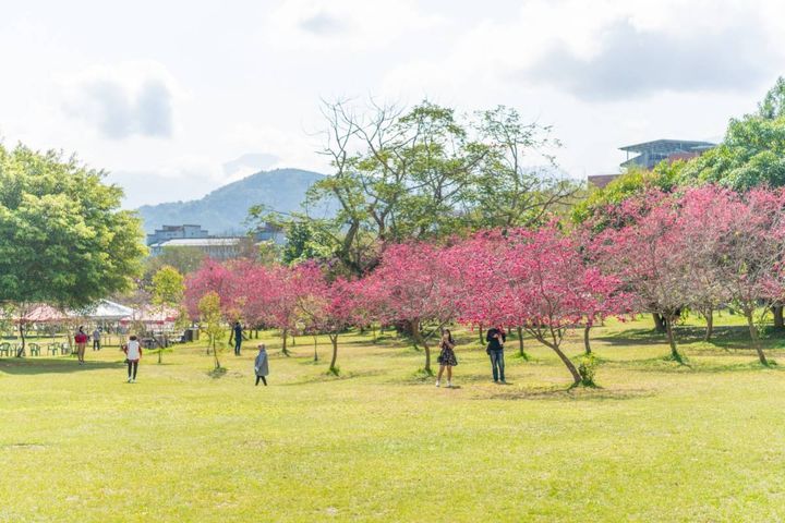 ▲暨南大學櫻花綻放，美景紛呈。　圖：暨南大學／提供