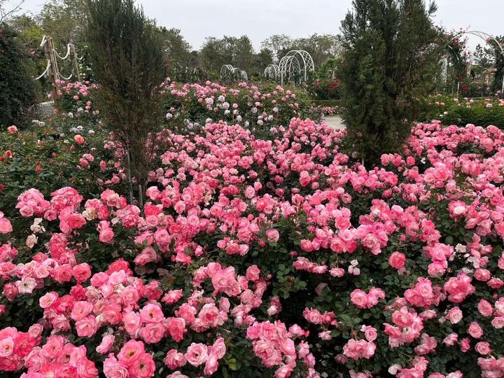 ▲遊客到台南後壁可以感受「蘭花、米香、花海」的多元魅力。　圖：台南市政府觀光旅遊局／提供
