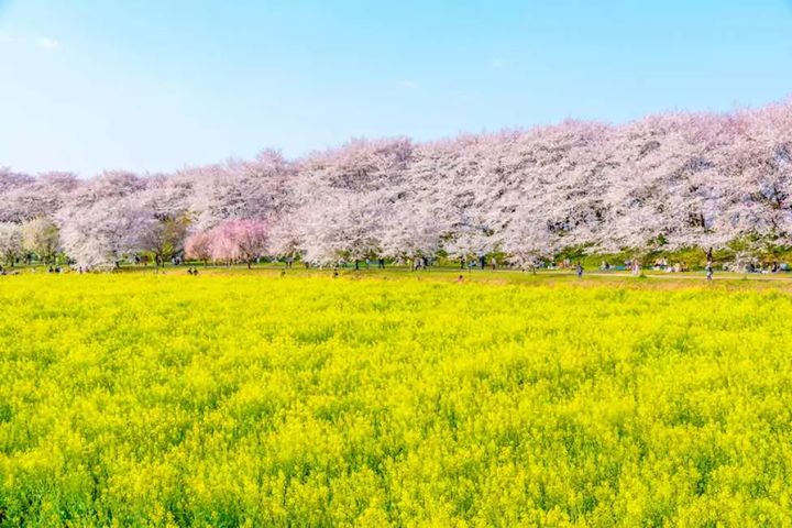 ▲從東京新宿出發的賞櫻一日遊行程，前往權現堂櫻堤、古河桃源鄉、太平山櫻花隧道，午餐享用日式燒肉吃到飽，售價2,540元起。　圖：KKday／提供