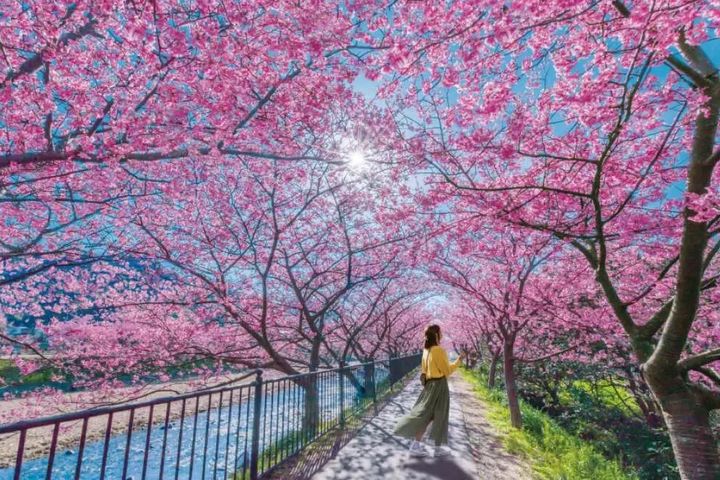 迎來賞櫻旺季，旅遊電商特別推日韓賞櫻機票、郵輪、一日遊等行程及優惠。　圖：KKday／提供