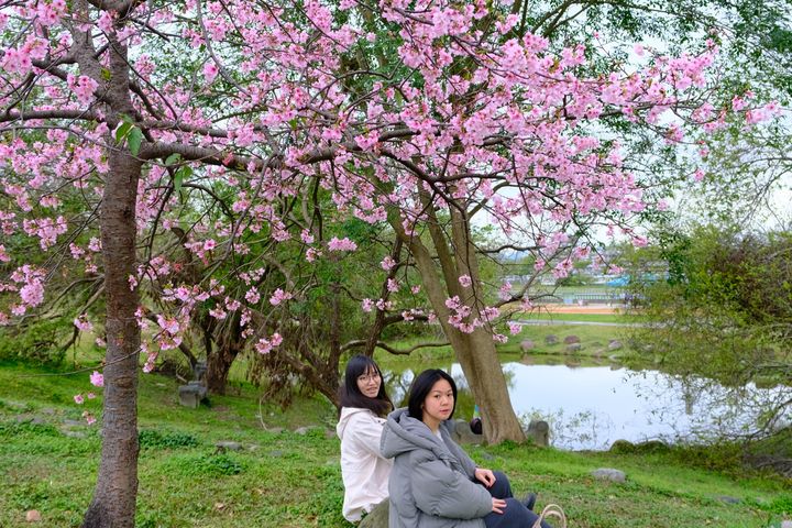 朵朵櫻花和園區綠地相互呼應。　圖：新北市政府水利局／提供