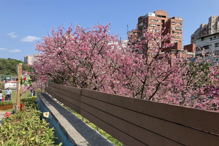 ▲樂活公園寒櫻。　圖：臺北市政府工務局／提供