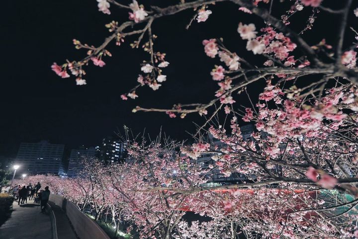 樂活公園夜櫻。　圖：臺北市政府工務局／提供 