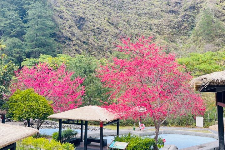 親水區周邊櫻花盛開。　圖：八仙山國家森林遊樂區／提供