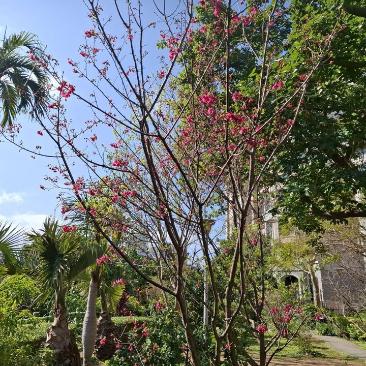 ▲北投區-櫻花崗公園。　圖：臺北市政府工務局／提供