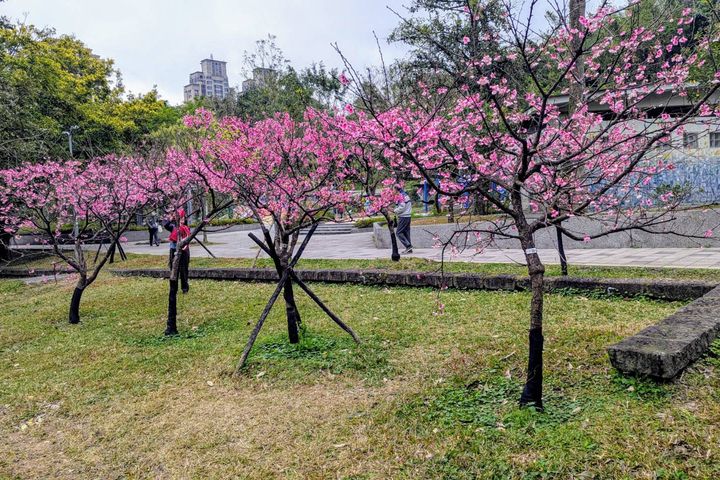 ▲信義區／象山公園山櫻花。　圖：臺北市政府工務局／提供
