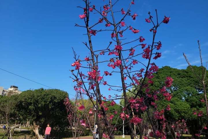 ▲萬華區／青年公園-山櫻花。　圖：臺北市政府工務局／提供 青年公園