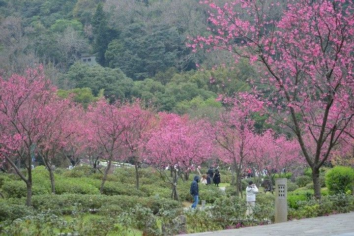 ▲北投區／陽明公園－陽明花鐘旁櫻花溪流區山櫻花。　圖：臺北市政府工務局／提供