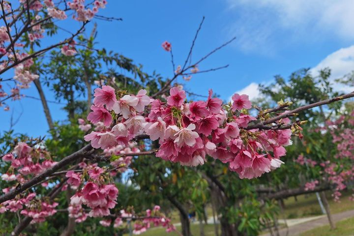 大安區／大安森林公園－河津櫻。　圖：臺北市政府工務局／提供