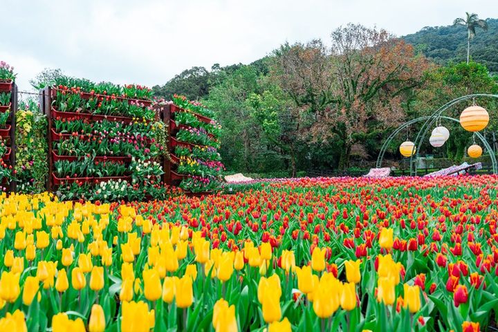 ▲平面花海及立體的花牆呈現鬱金香不同的美感。　圖：臺北市政府工務局公園路燈工程管理處／提供