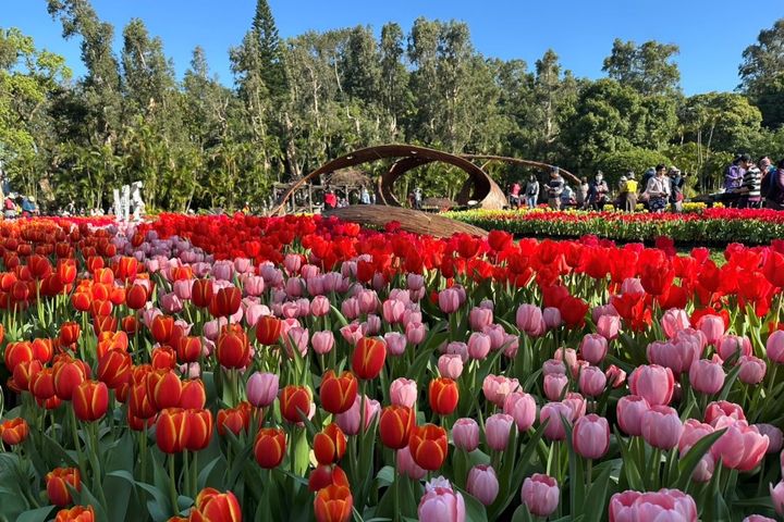 ▲鬱金香花開正好，期待您的光臨欣賞。　圖：臺北市政府工務局公園路燈工程管理處／提供