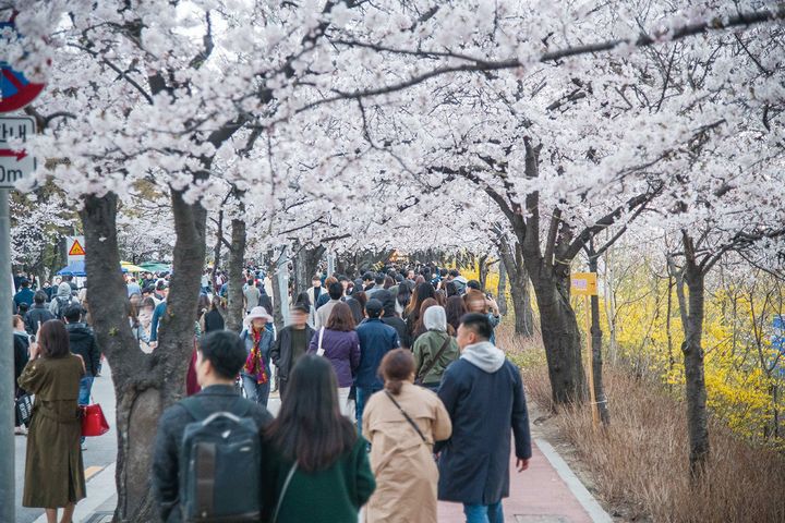 ▲安排季節性賞櫻活動，一次滿足旅客出遊需求。　圖：Photo Korea-Live Studio／來源