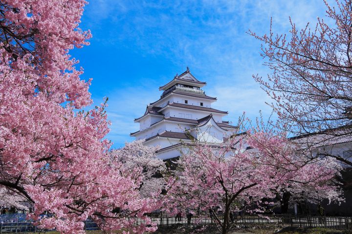 會津若松城鶴城春天是賞櫻名所。　圖：shutterstock／來源