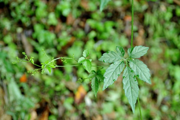 林下經濟再添新品項－繳股藍（花）。　圖：農業部林業及自然保育署／提供