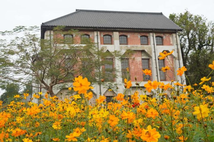 山上花園水道博物館（波斯菊）。　圖：臺南市政府觀光旅遊局／提供