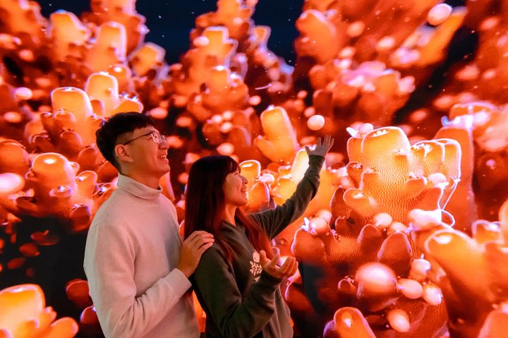 體驗軸孔珊瑚產卵的浪漫氛圍。　圖：國立海洋生物博物館／提供