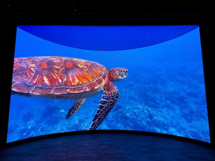 ▲近距離欣賞海龜的遨遊姿態。　圖：國立海洋生物博物館／提供