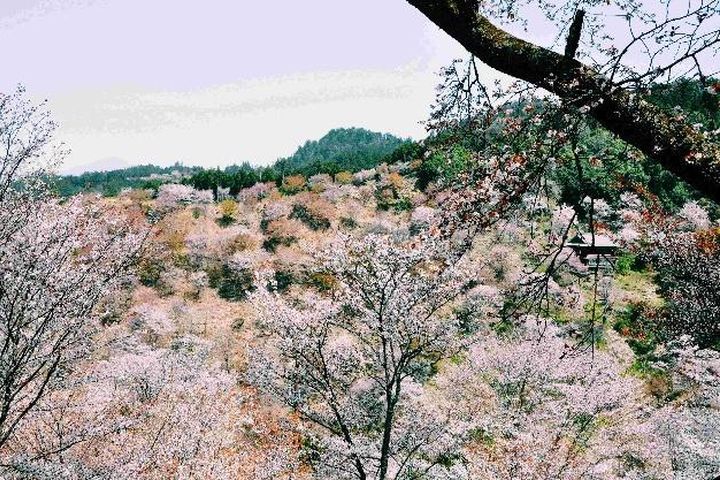 「探索星號」春季的獨家「櫻花航程」，帶您欣賞鹿兒島吉野山三萬棵櫻花樹的壯麗美景。　圖：名勝世界郵輪／提供