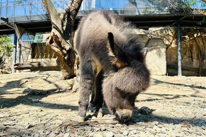 ▲新生迷你驢「澎澎」。　圖：高雄市政府觀光局／提供