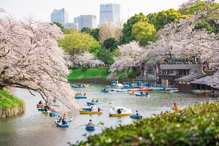 東京的千代田櫻花祭今年將於03/12-04/23展開！　圖：一般社團法人千代田區觀光協會／提供