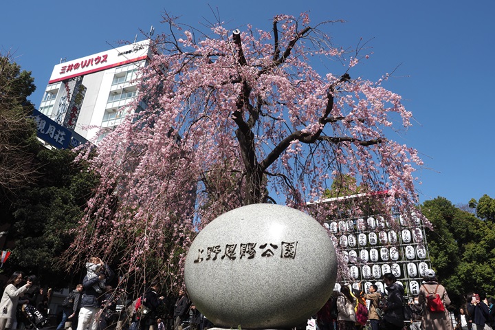 ▲上野櫻花祭今年將於03/15-04/06展開。　圖：一般社團法人 上野觀光聯盟／提供