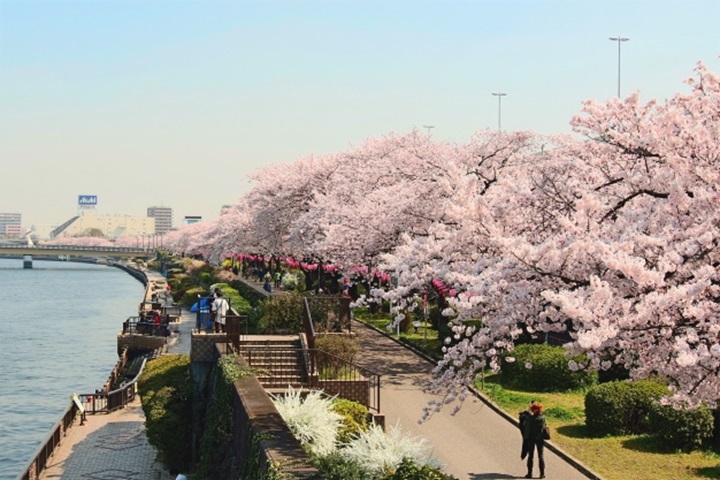 墨堤櫻花祭今年將於03/15-04/13展開。　圖：東京觀光事務所臺灣辦事處／提供