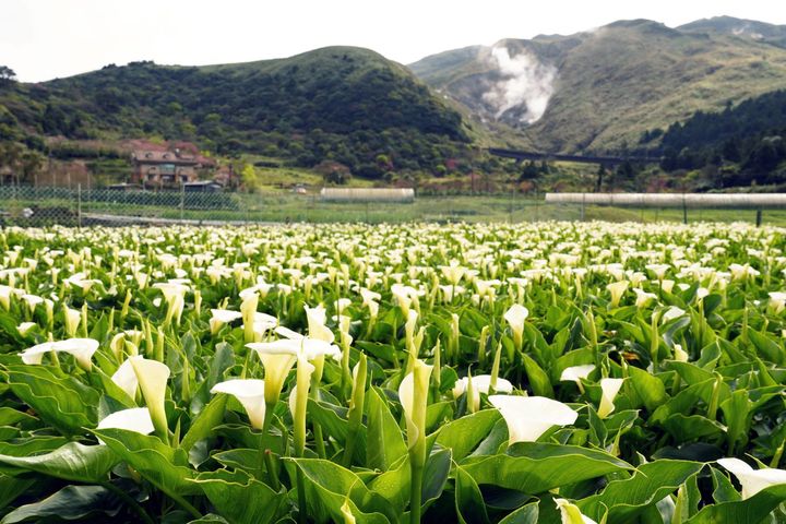 ▲旅客來到臺北欣賞波伽利演出，可順遊4月限定的竹子湖海芋季！　圖：臺北市政府觀光傳播局／提供