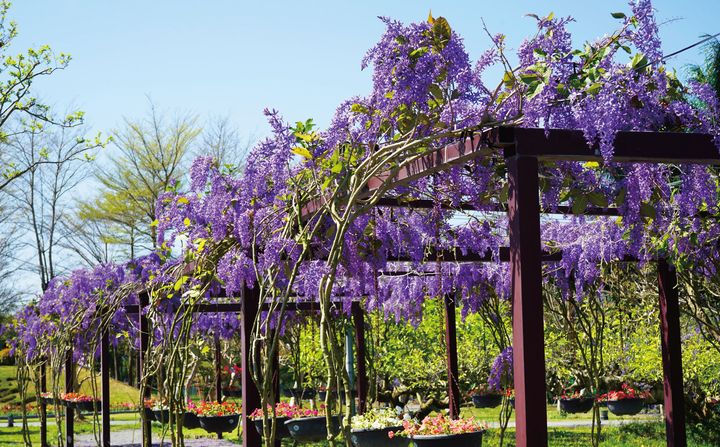 ▲許願藤3-5月盛開時，預估將吸引超過5萬名遊客入園賞花。　圖：成美文化園／提供