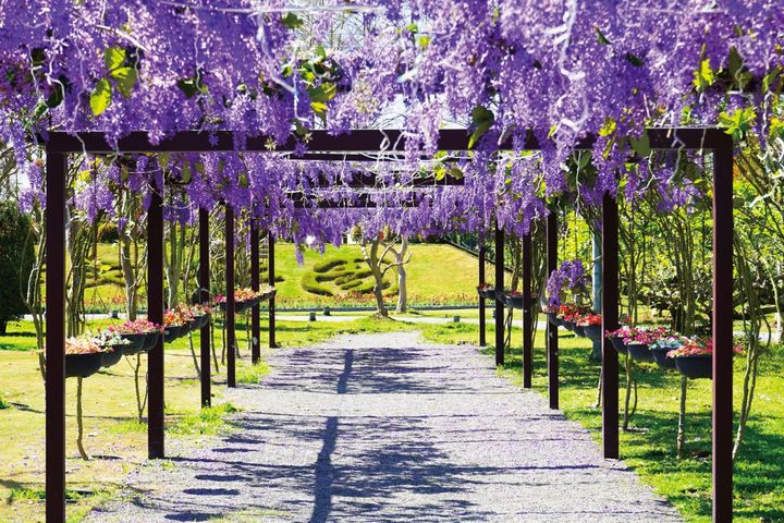 成美文化園搭配許願藤花季，打造紫色夢幻花園。　圖：成美文化園／提供 