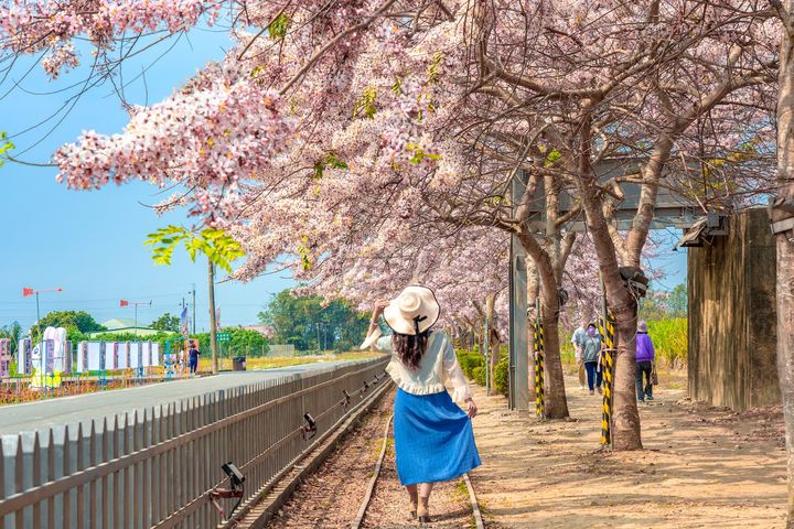 ▲金砂里花旗木步道（歷史照片）。　圖：台南市政府觀光旅遊局／提供