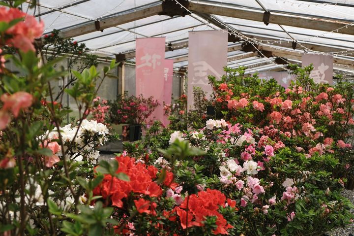 ▲杜鵑美術館展示花農柳枝芳自行育成及在地花農們珍藏，共22種特殊品種杜鵑。　圖：新北市政府農業局 ／提供