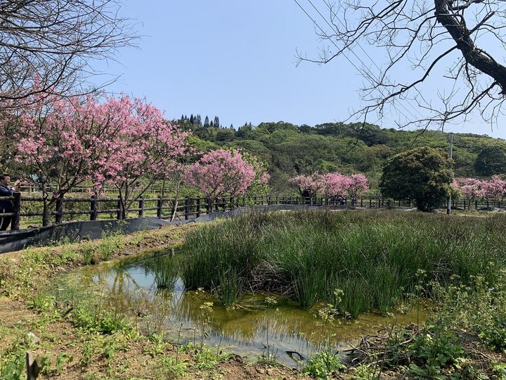 ▲三生步道櫻花美景。　圖：新北市政府漁業及漁港事業管理處／提供