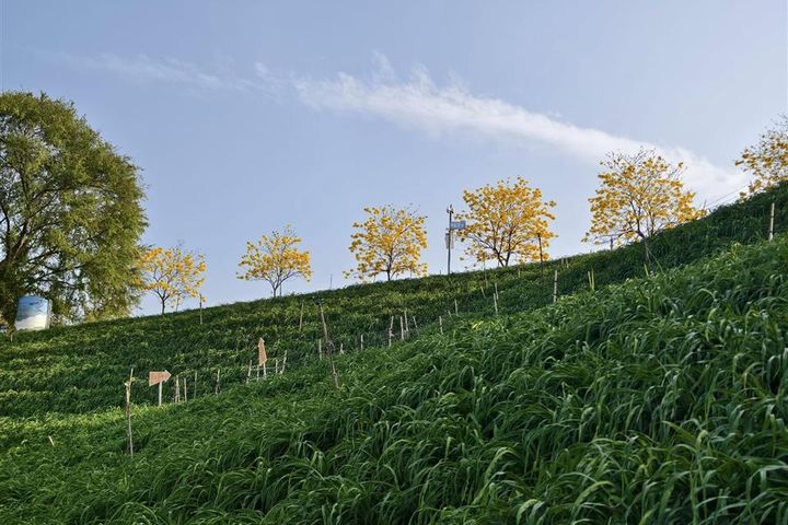 ▲虎山巖黃花風鈴木。　圖：彰化縣政府城市暨觀光發展處／提供