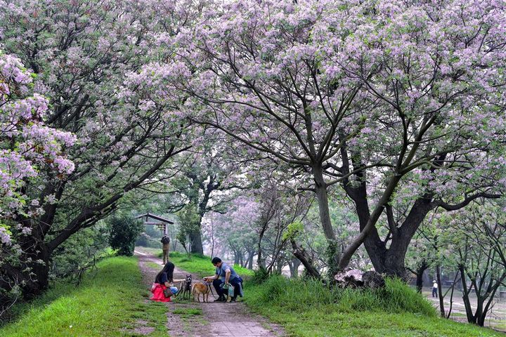 春日彰化浪漫賞花正當時。　圖：彰化縣政府城市暨觀光發展處／提供